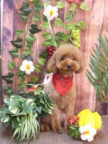 20230818きなこちゃん